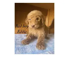 Apricot and red AKC Standard poodle puppies - 3
