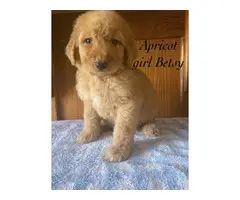 Apricot and red AKC Standard poodle puppies - 4