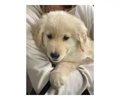 9 weeks old AKC Golden Retriever puppy - 3