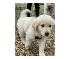 9 weeks old AKC Golden Retriever puppy - 4