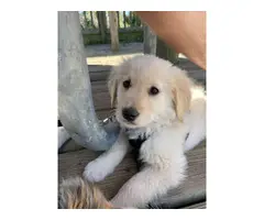 9 weeks old AKC Golden Retriever puppy - 5