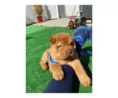 Shar-pei puppy looking for a new home