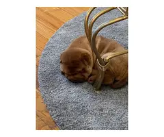 Shar-pei puppy looking for a new home - 2