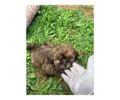 12 weeks old brown male Shihtzu puppy - 2
