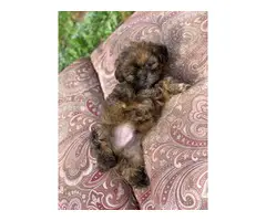 12 weeks old brown male Shihtzu puppy - 4