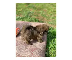 12 weeks old brown male Shihtzu puppy - 6