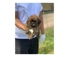 12 weeks old brown male Shihtzu puppy - 8