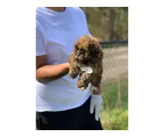 12 weeks old brown male Shihtzu puppy - 11