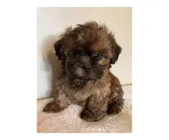 12 weeks old brown male Shihtzu puppy - 12