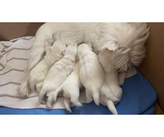 Gorgeous/ Tatta-Sissi Westie Puppies Available Forever home