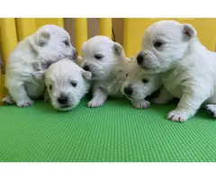 Gorgeous/ Tatta-Sissi Westie Puppies Available Forever home - 3