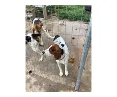 2 Treeing walker coonhound pups available - 2