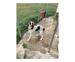 2 Treeing walker coonhound pups available - 3