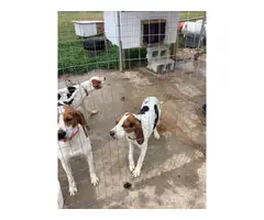 2 Treeing walker coonhound pups available - 4
