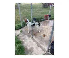 2 Treeing walker coonhound pups available - 5