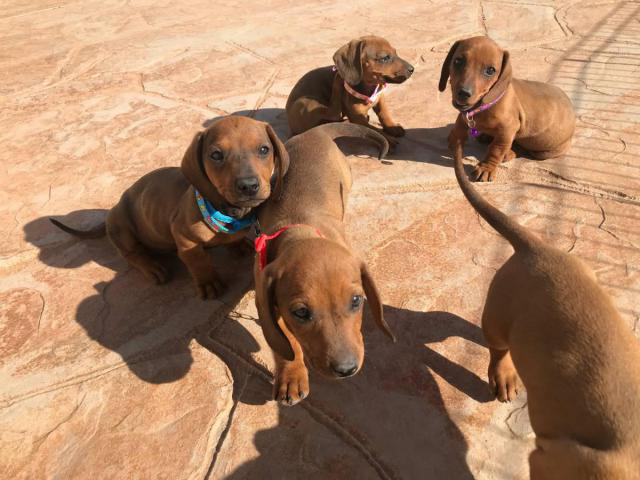 5 beautiful dachshund puppies in Tempe, Arizona Puppies