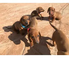 5 beautiful dachshund puppies