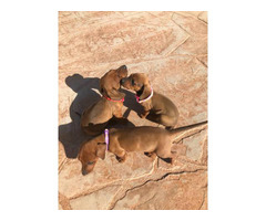 5 beautiful dachshund puppies