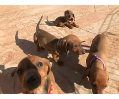 5 beautiful dachshund puppies - 3