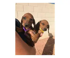 5 beautiful dachshund puppies - 6