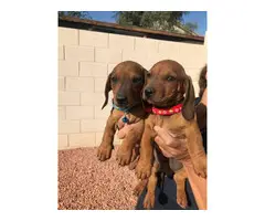 5 beautiful dachshund puppies - 7