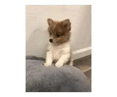 2 male Pomeranian puppies available - 2