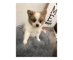 2 male Pomeranian puppies available - 7