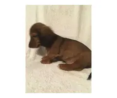 Red Male Mini Dachshund Puppy - 2