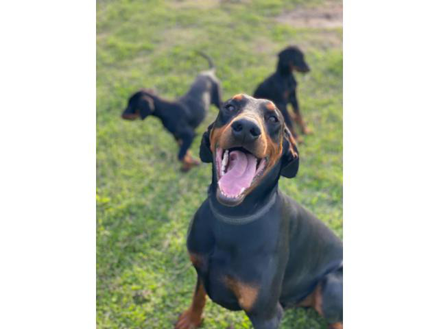 Doberman puppies for sale in Houston, Texas - Puppies for ...