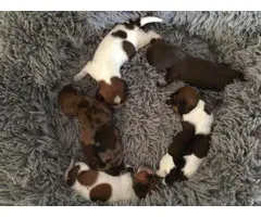 Stunning Dachshund puppies - 7