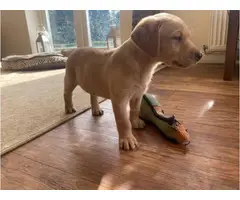 Lab puppies for sale - 2