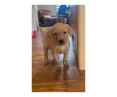 Lab puppies for sale - 3