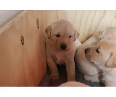 Lab puppies for sale - 4