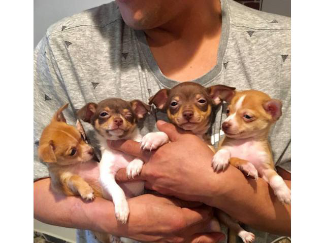 5 Tiny toy Chihuahua Puppies in Riverside, California