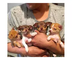 5 Tiny toy Chihuahua Puppies