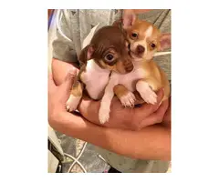 5 Tiny toy Chihuahua Puppies - 2