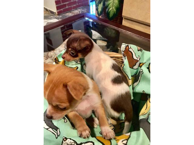 tiny toy chihuahua puppies for sale