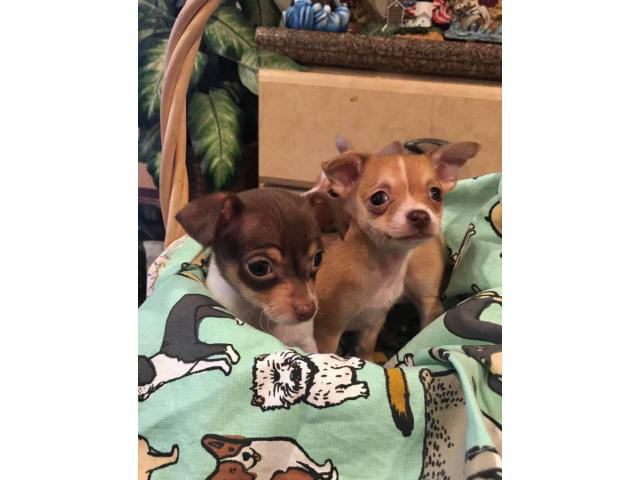 5 Tiny toy Chihuahua Puppies in Riverside, California