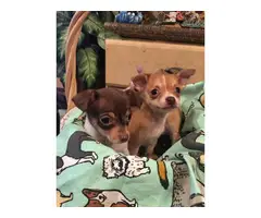 5 Tiny toy Chihuahua Puppies - 4
