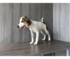 3 Jack Russell Beagle Puppies