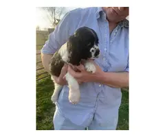 5 AKC miniature Cocker Spaniel puppies for sale - 2