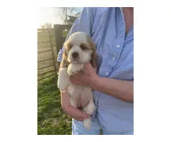 5 AKC miniature Cocker Spaniel puppies for sale - 3