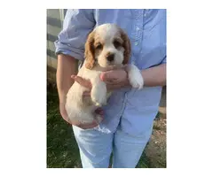 5 AKC miniature Cocker Spaniel puppies for sale - 4
