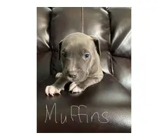 4 adorable female Pitbull puppies - 2