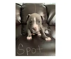 4 adorable female Pitbull puppies - 4