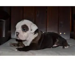 3 AKC English bulldog puppies for sale