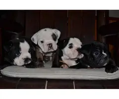 3 AKC English bulldog puppies for sale - 5