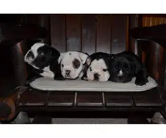3 AKC English bulldog puppies for sale - 6