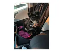 cute 11-month-old chorkie puppy - 4