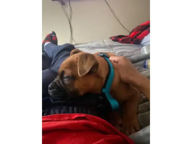 13 weeks old English Bulldog for Sale